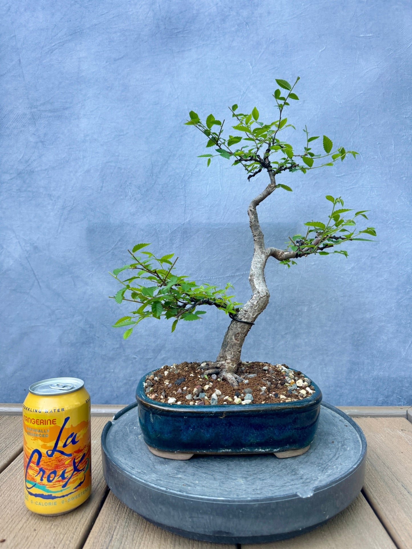 Chinese Elm #3