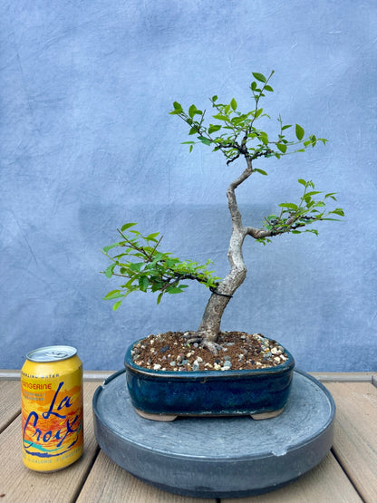 Chinese Elm #3