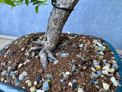 Chinese Elm #3