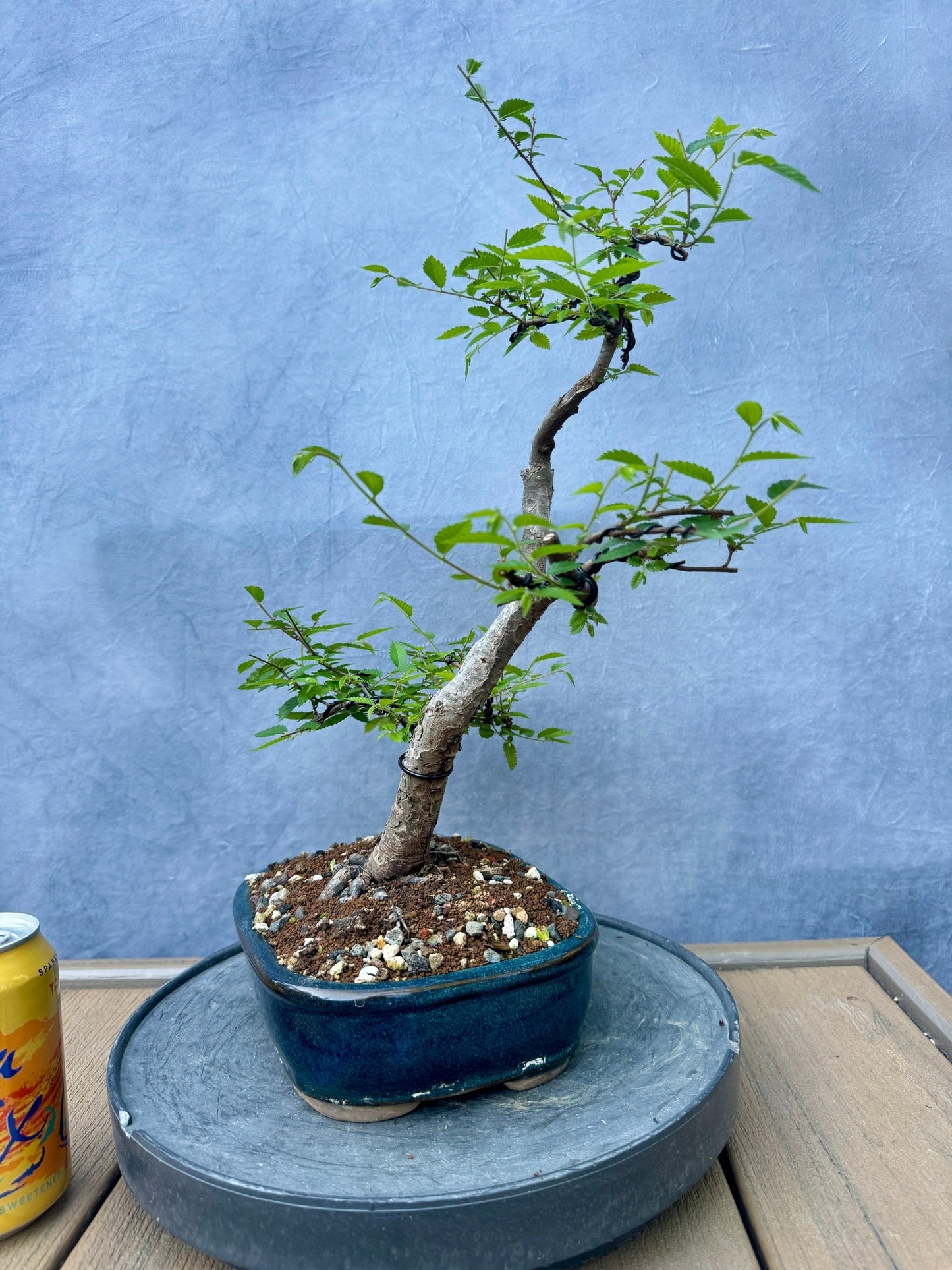 Chinese Elm #3