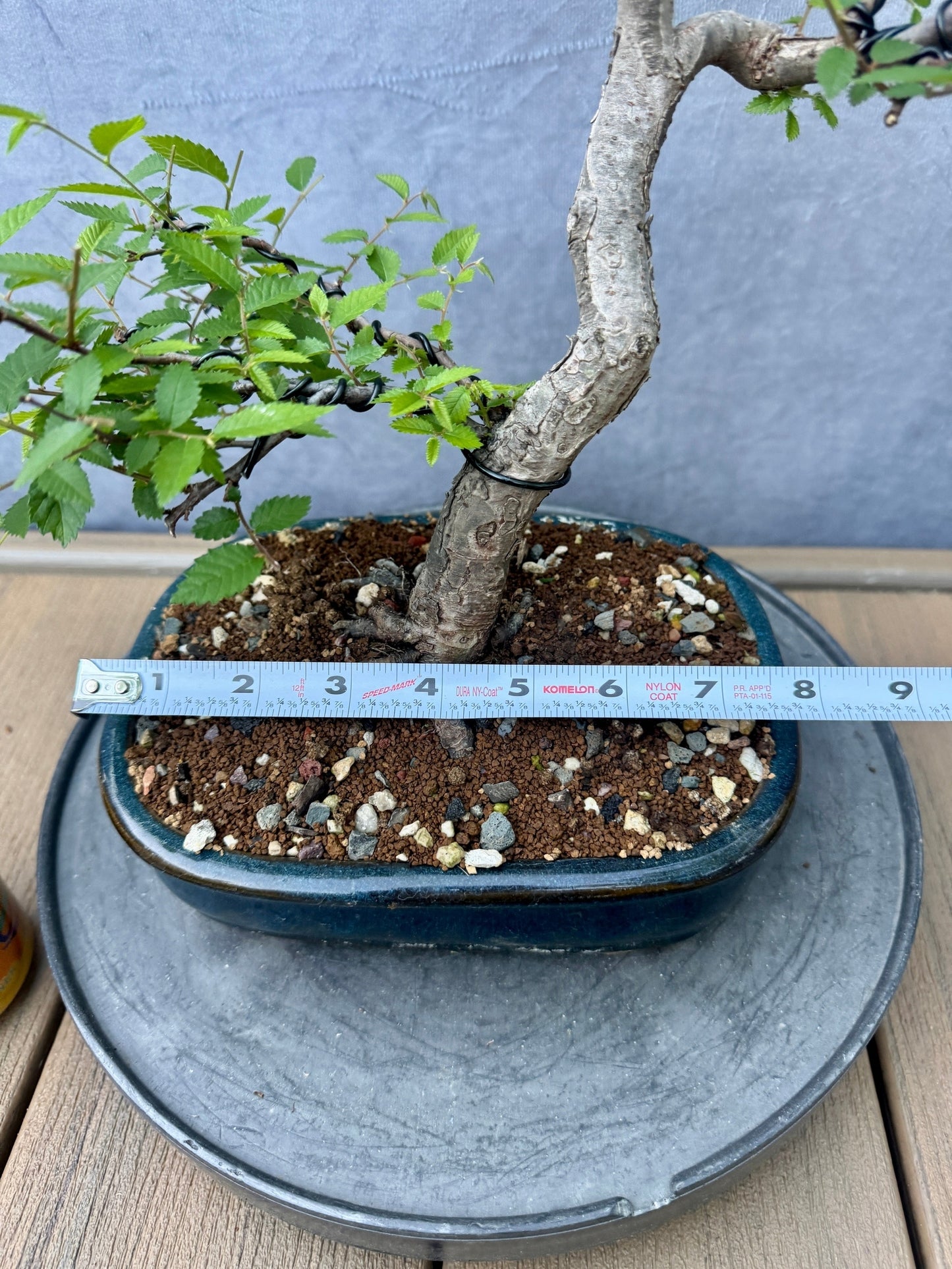 Chinese Elm #3