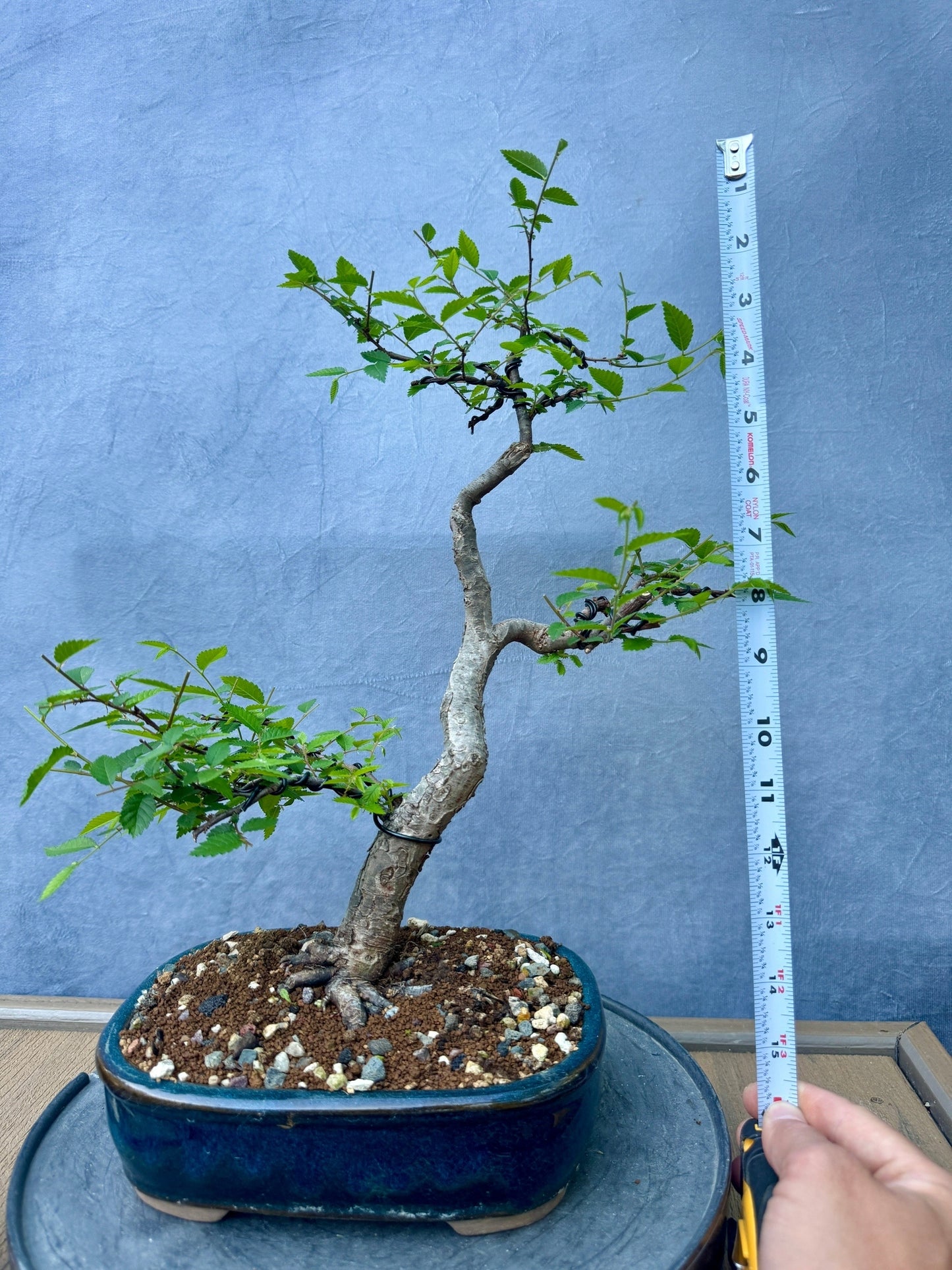 Chinese Elm #3