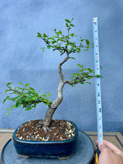Chinese Elm #3