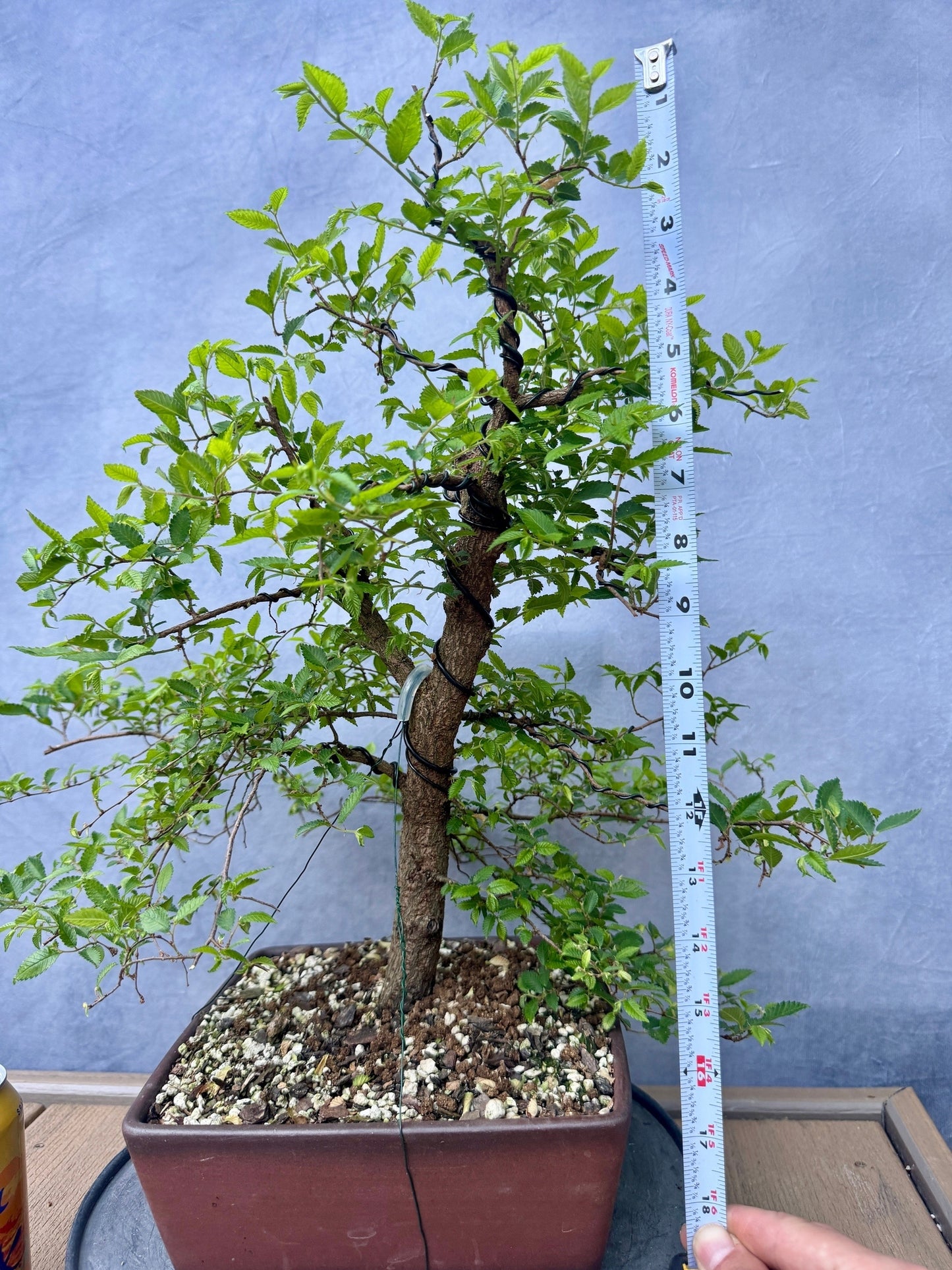 Chinese Elm #2