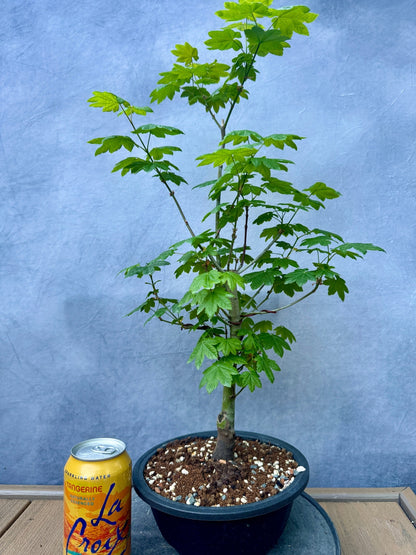 Vine Maple #2