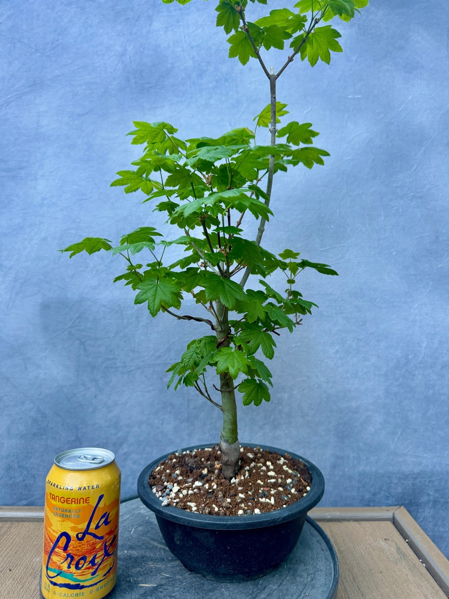 Vine Maple #2