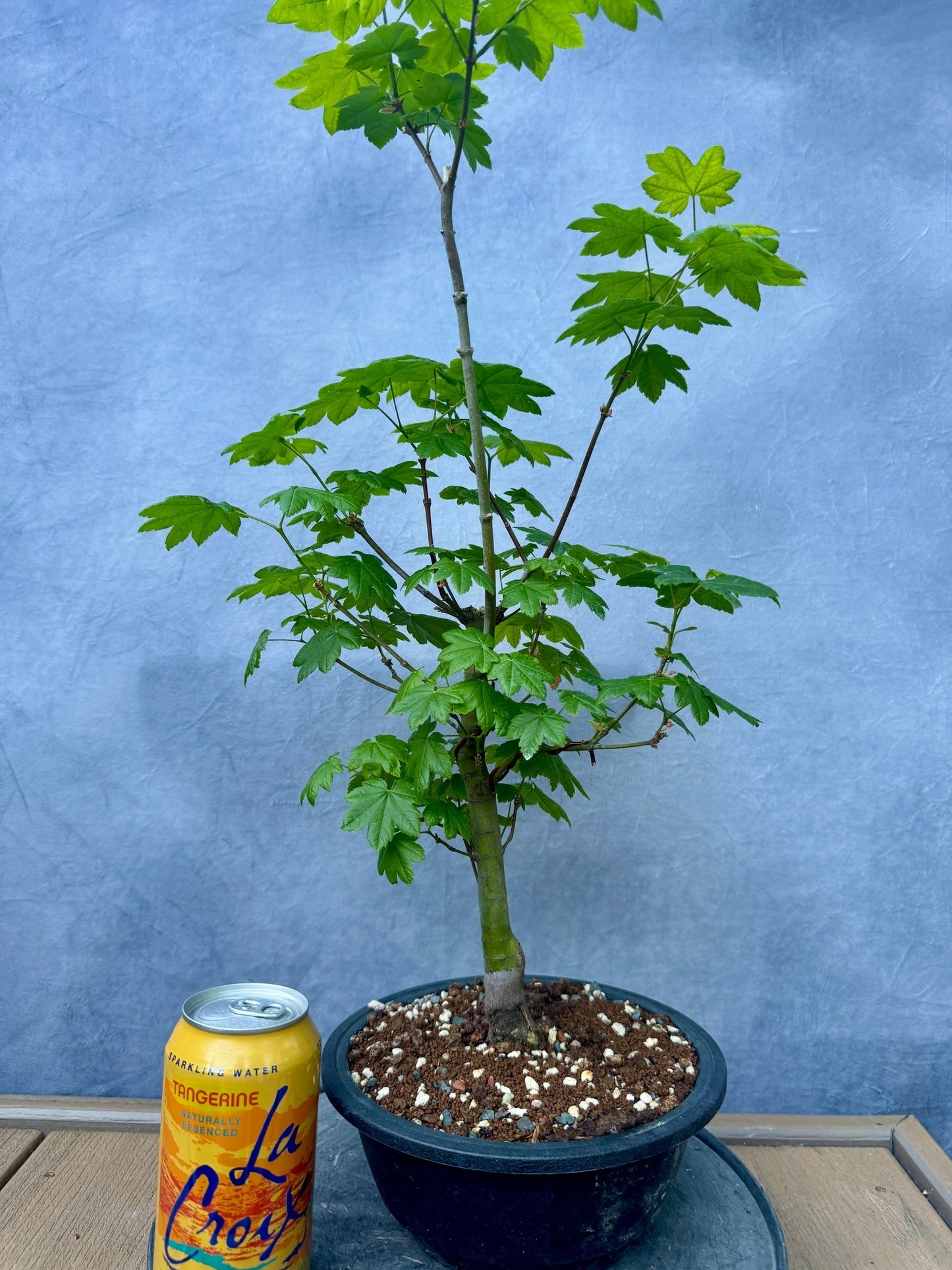 Vine Maple #2