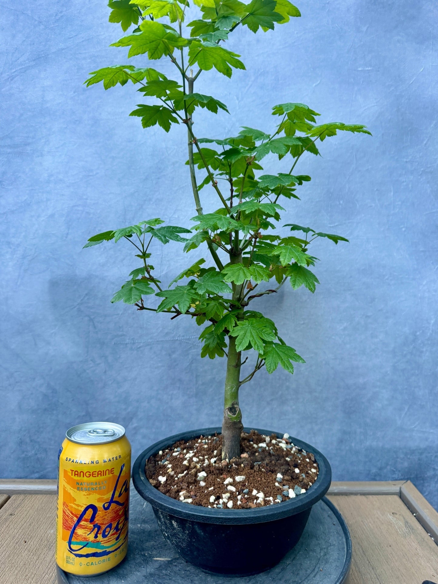 Vine Maple #2