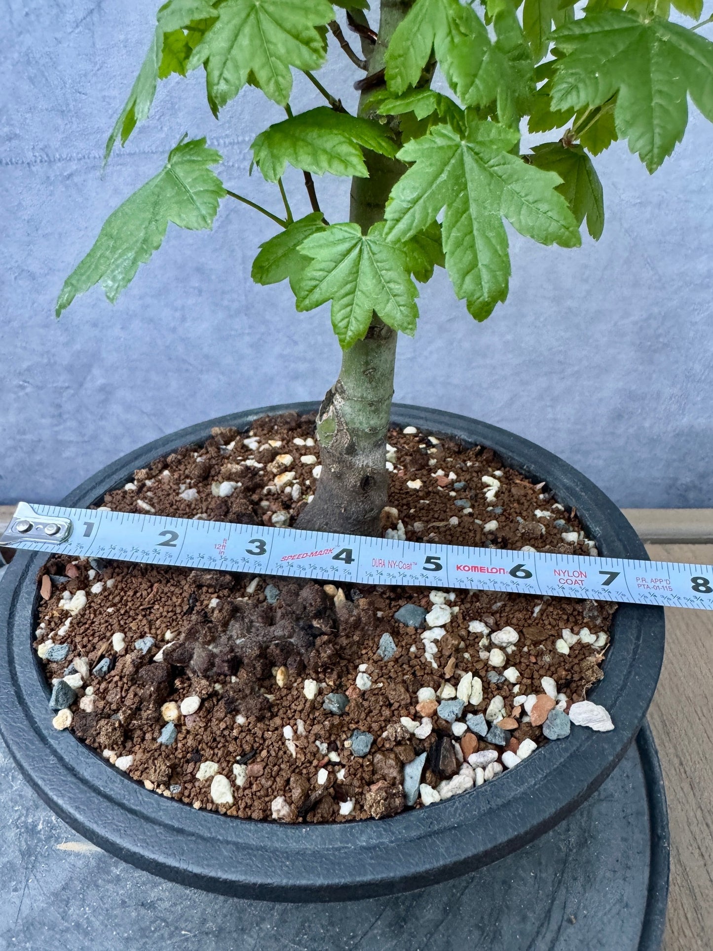 Vine Maple #2