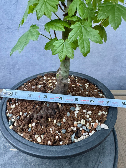 Vine Maple #2