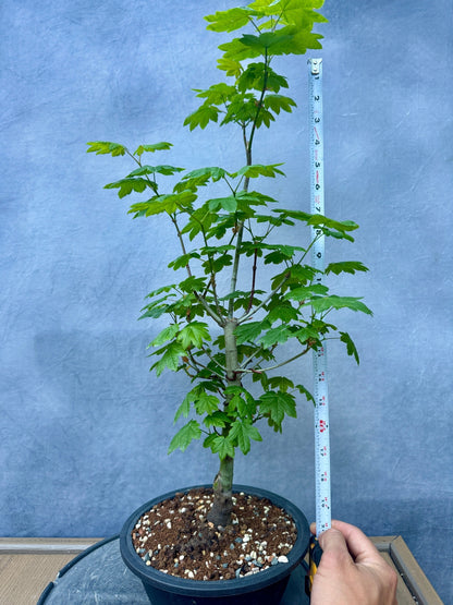 Vine Maple #2