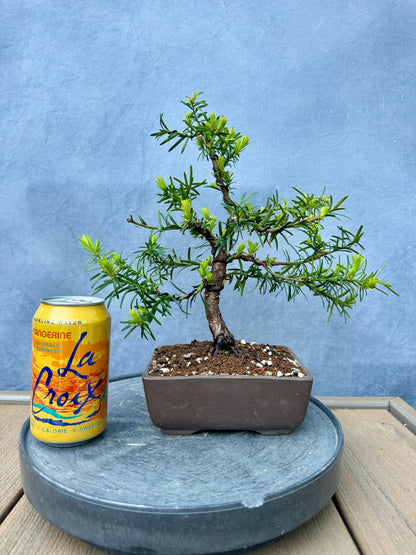 Dwarf Yew #1