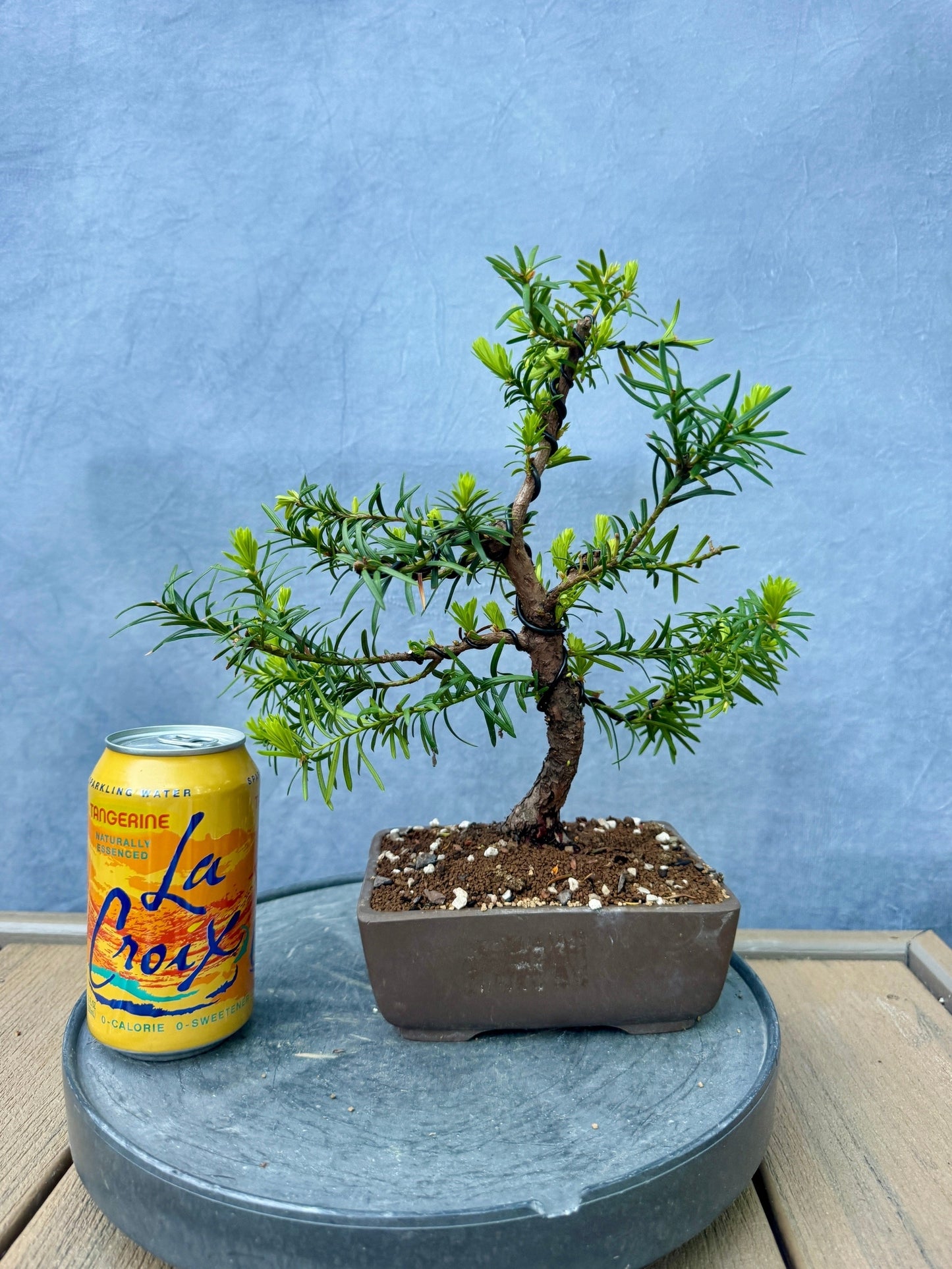 Dwarf Yew #1