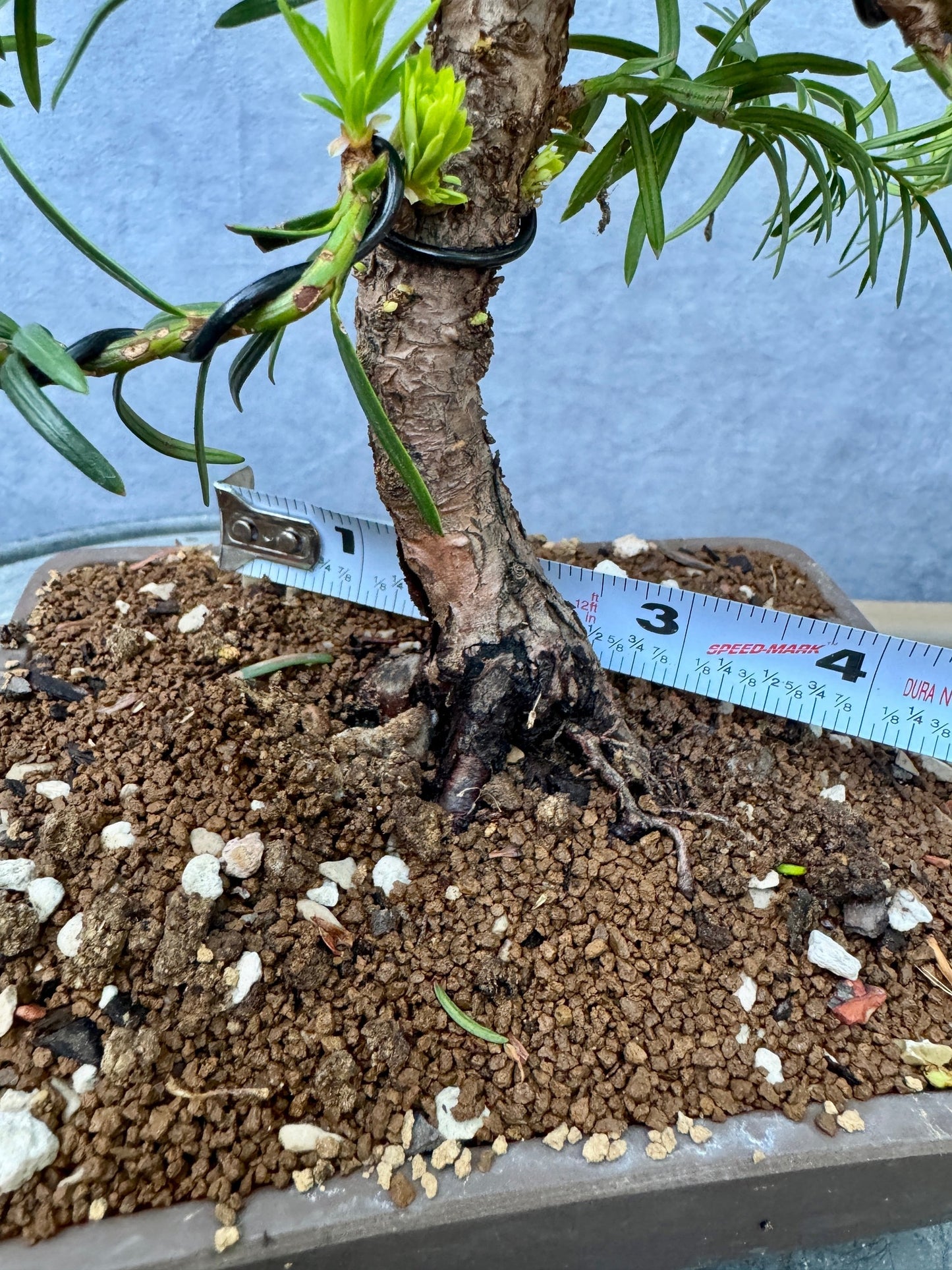 Dwarf Yew #1