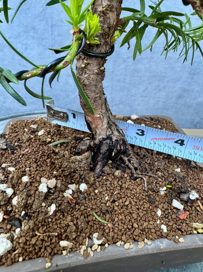 Dwarf Yew #1