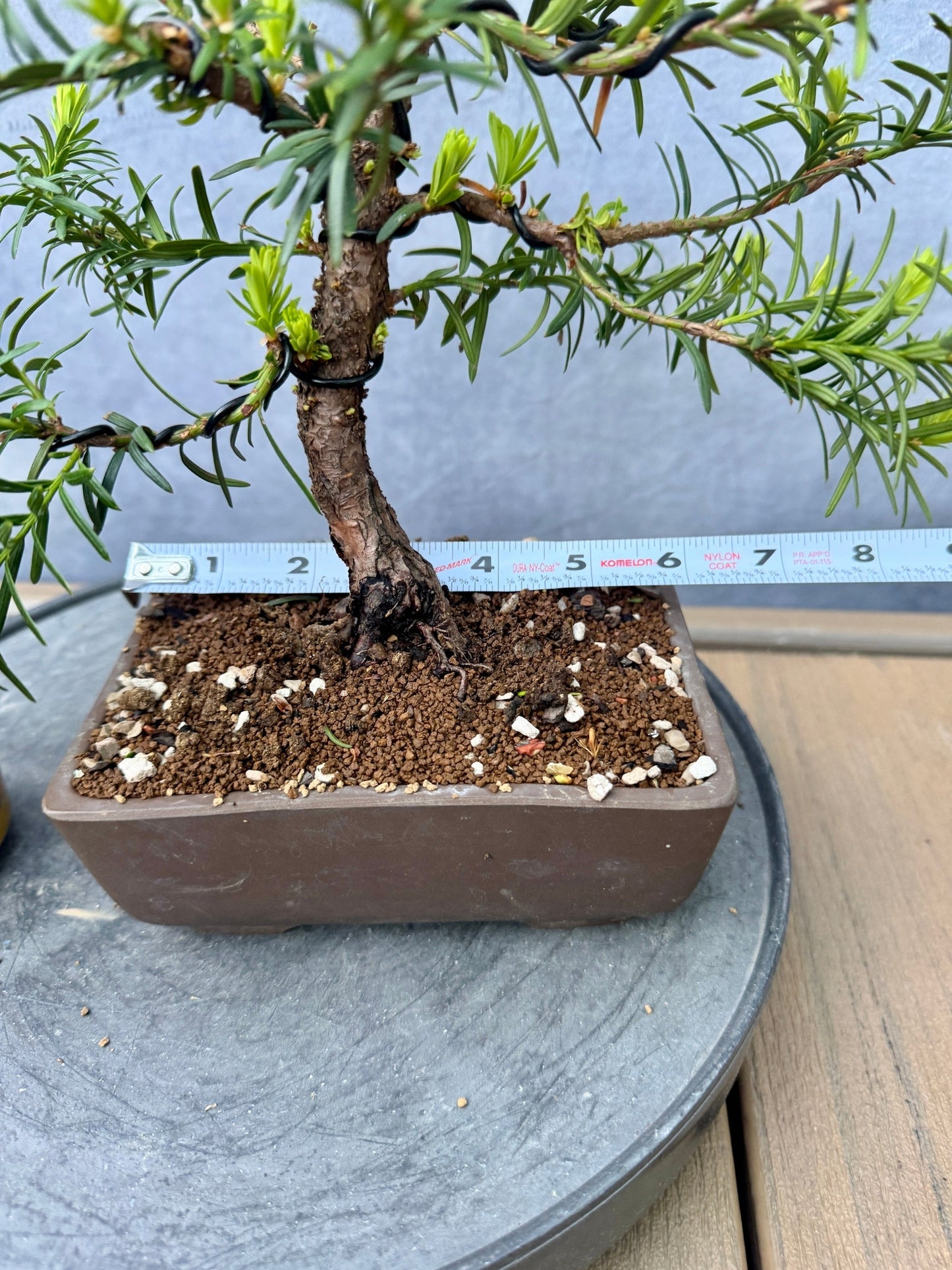 Dwarf Yew #1