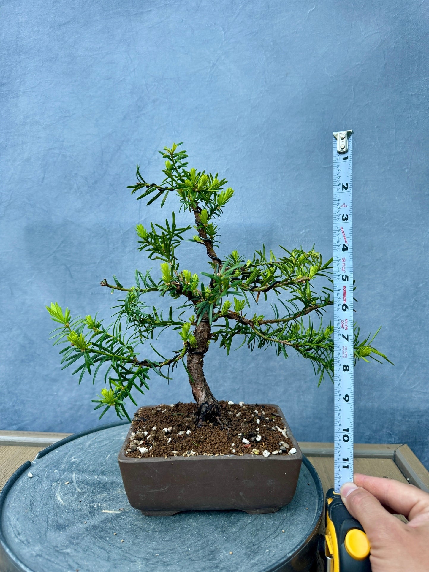 Dwarf Yew #1