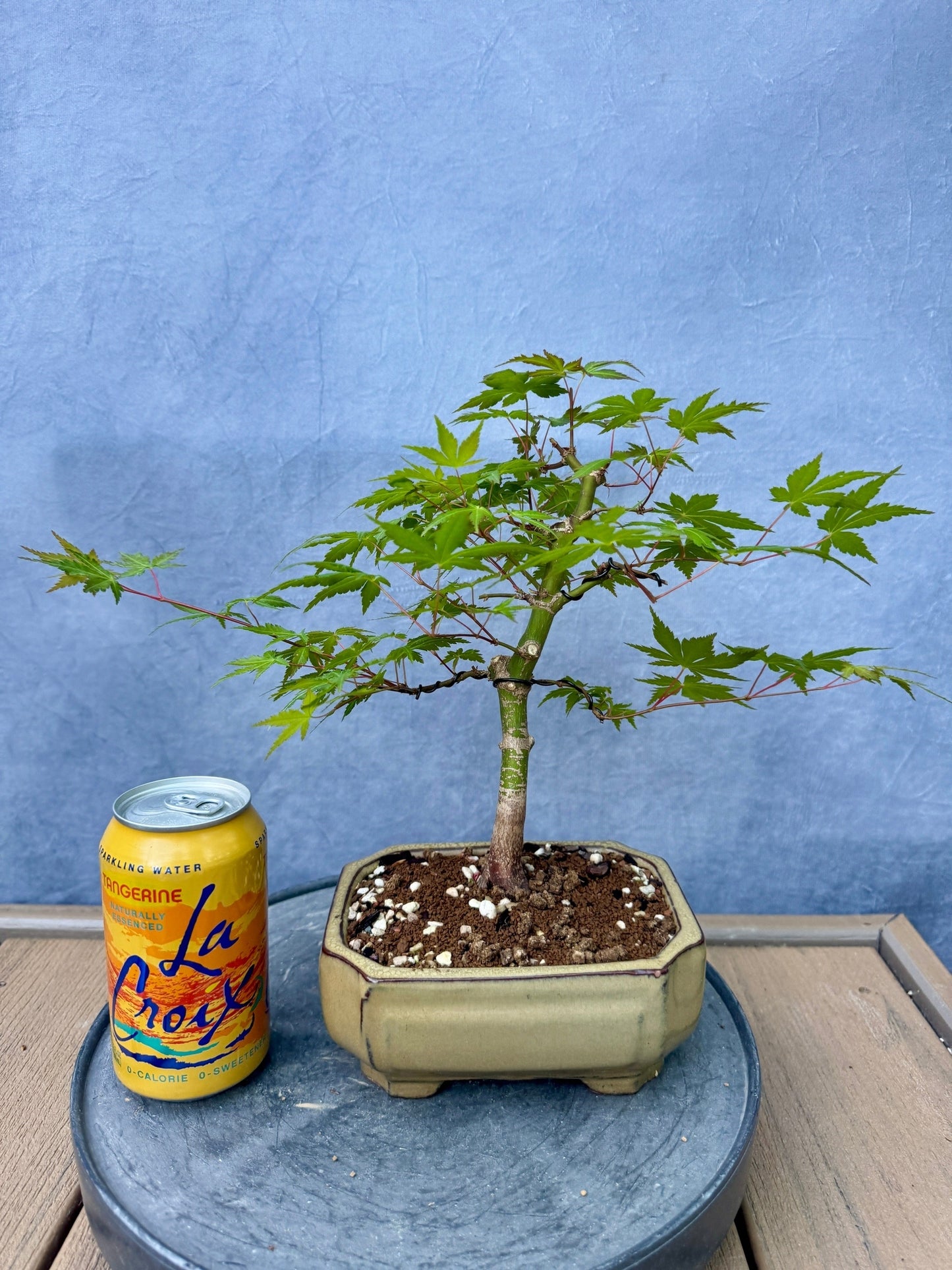 Japanese Maple #9