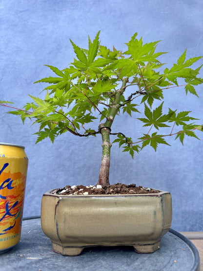 Japanese Maple #9