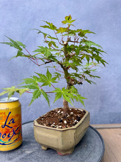 Japanese Maple #9