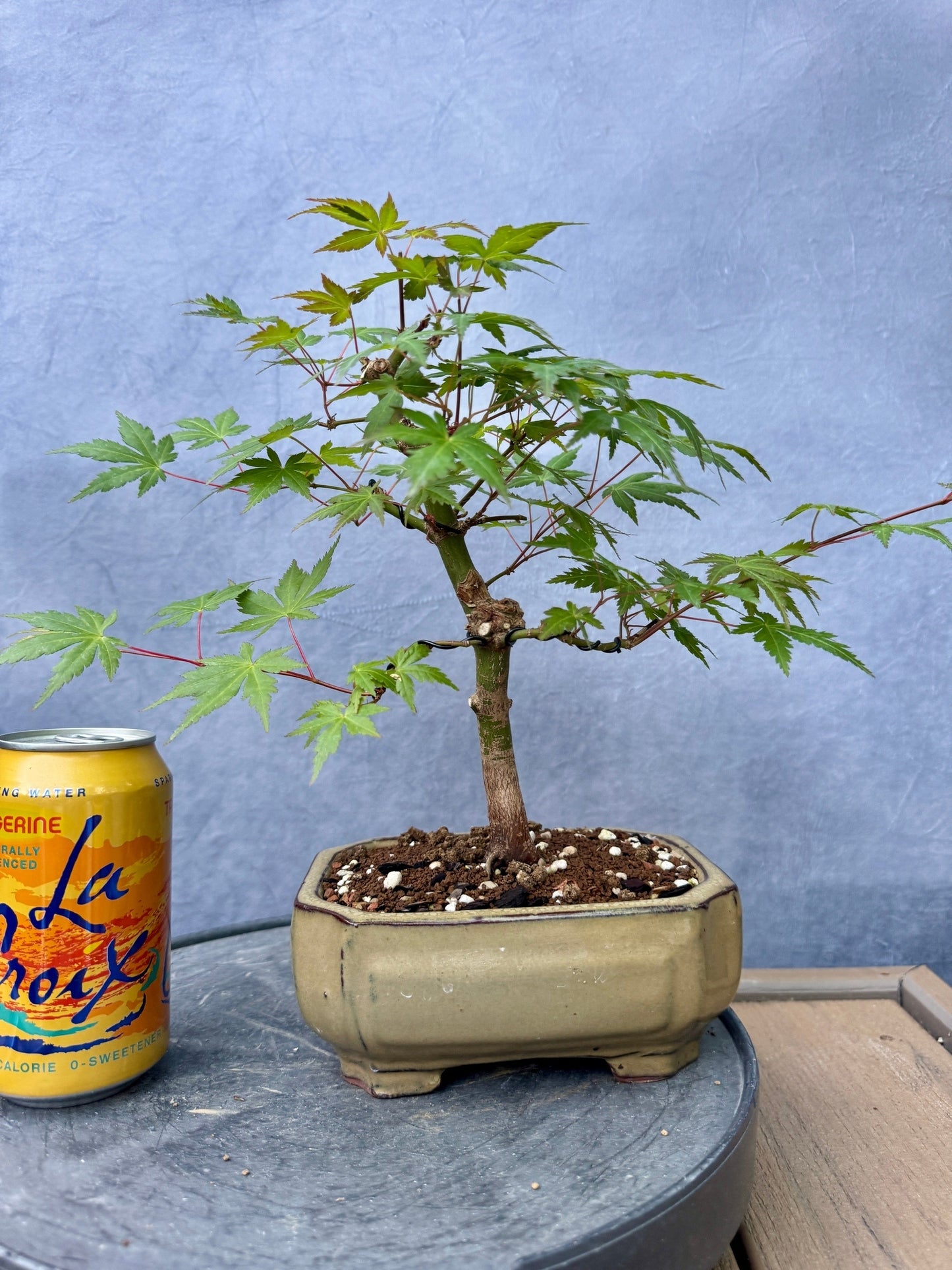Japanese Maple #9