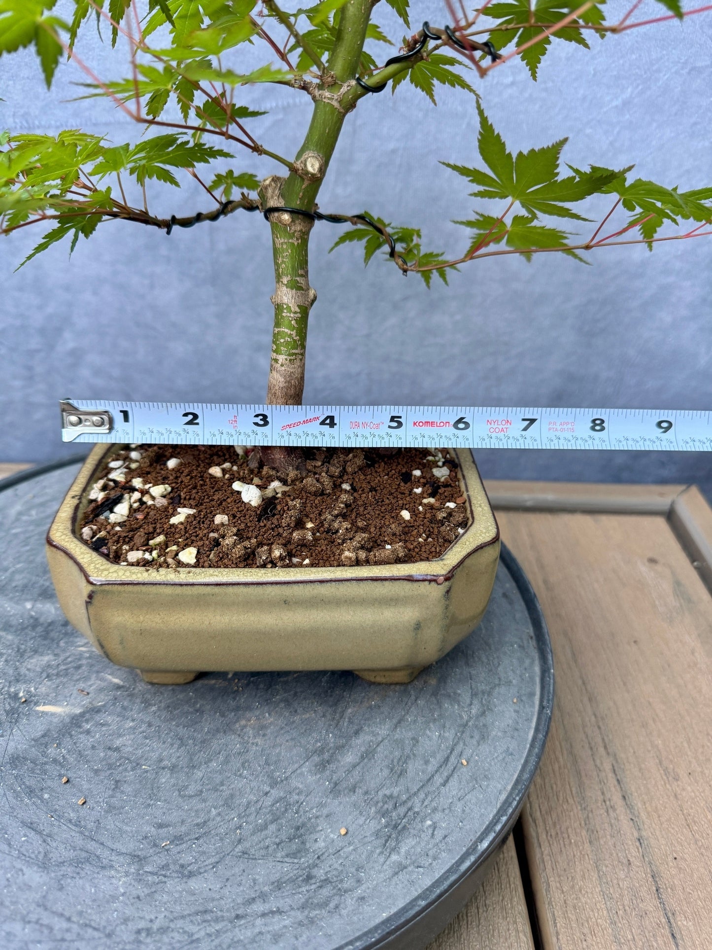 Japanese Maple #9