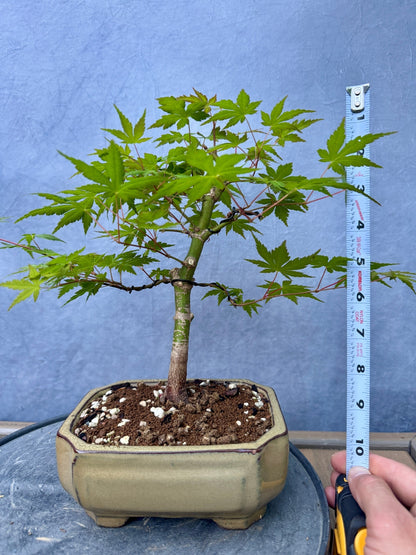 Japanese Maple #9
