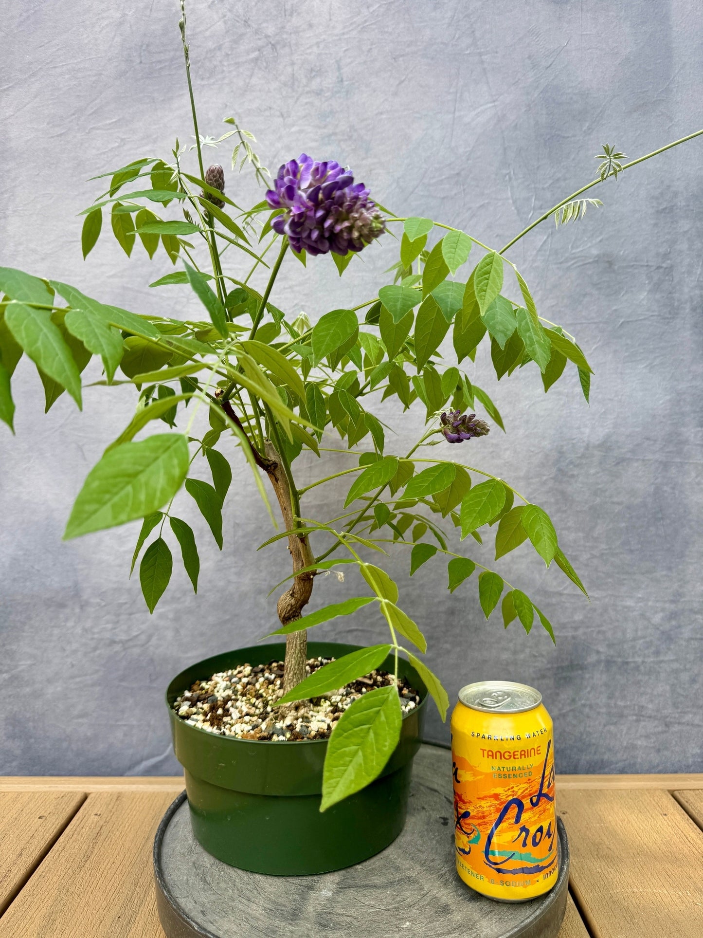 American Wisteria #1
