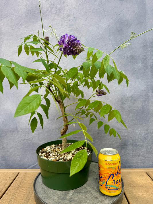 American Wisteria #1