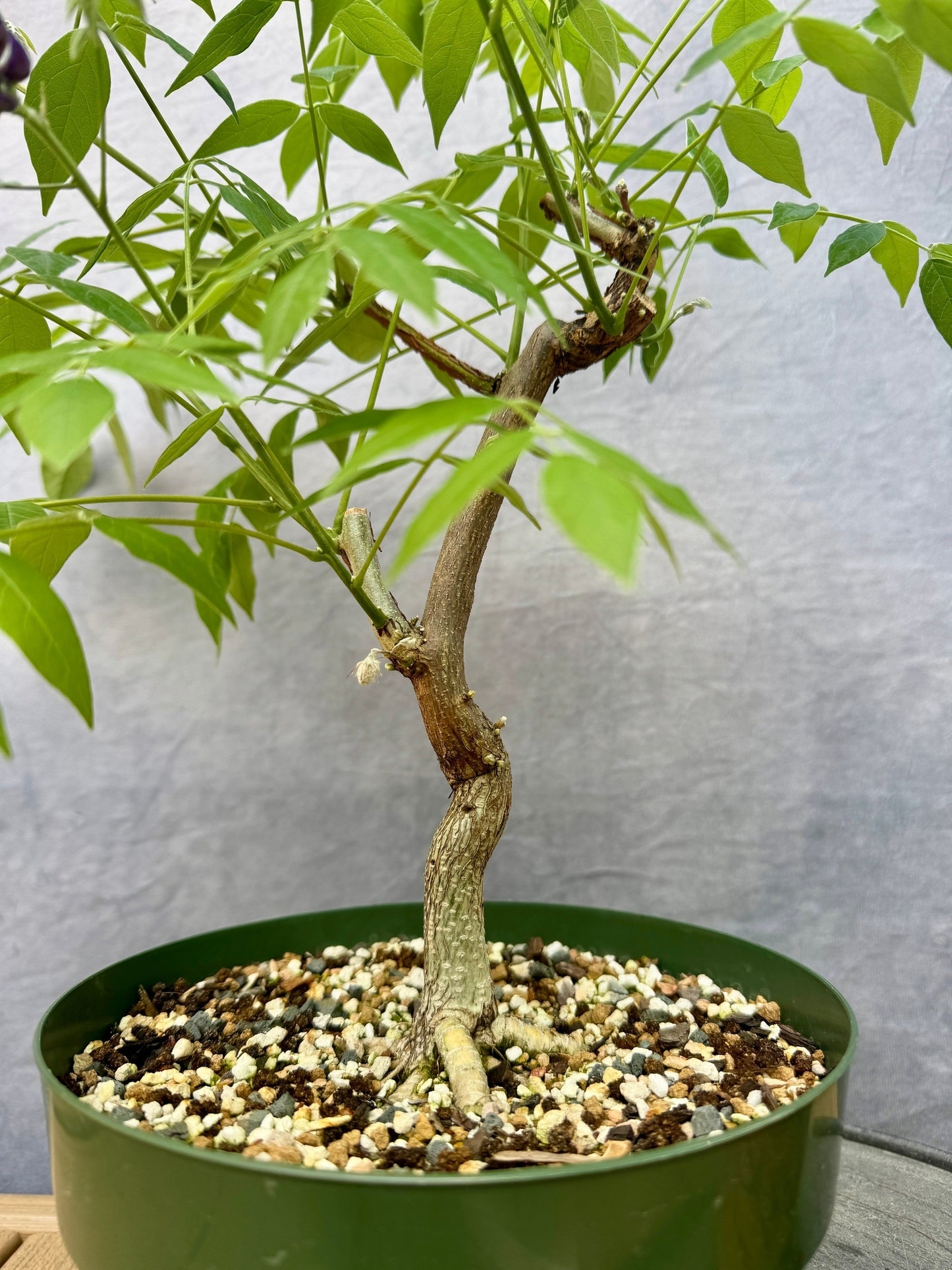 American Wisteria #1