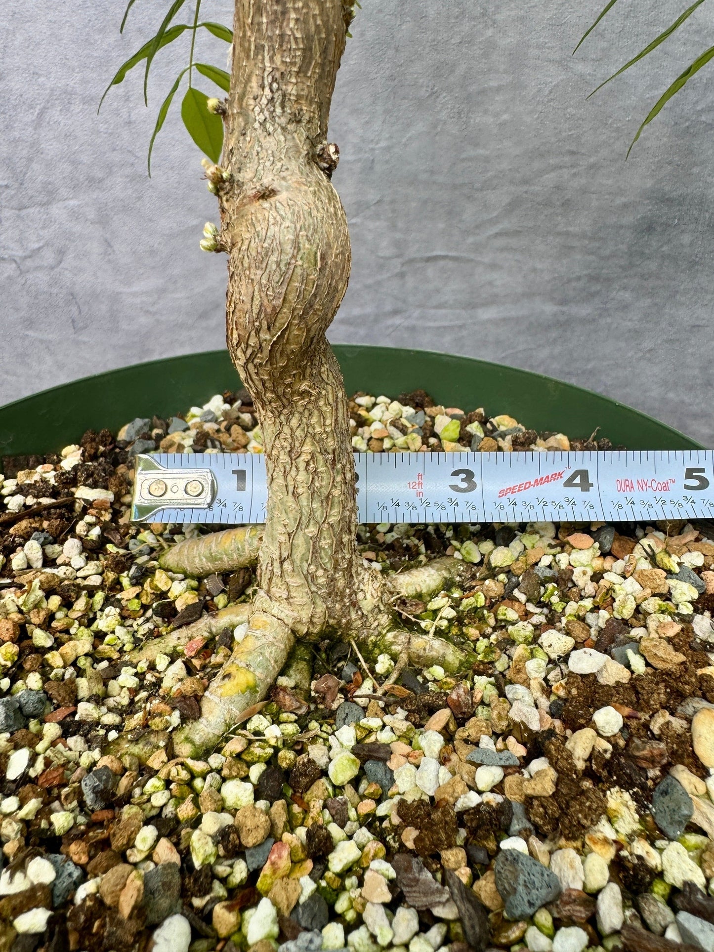 American Wisteria #1