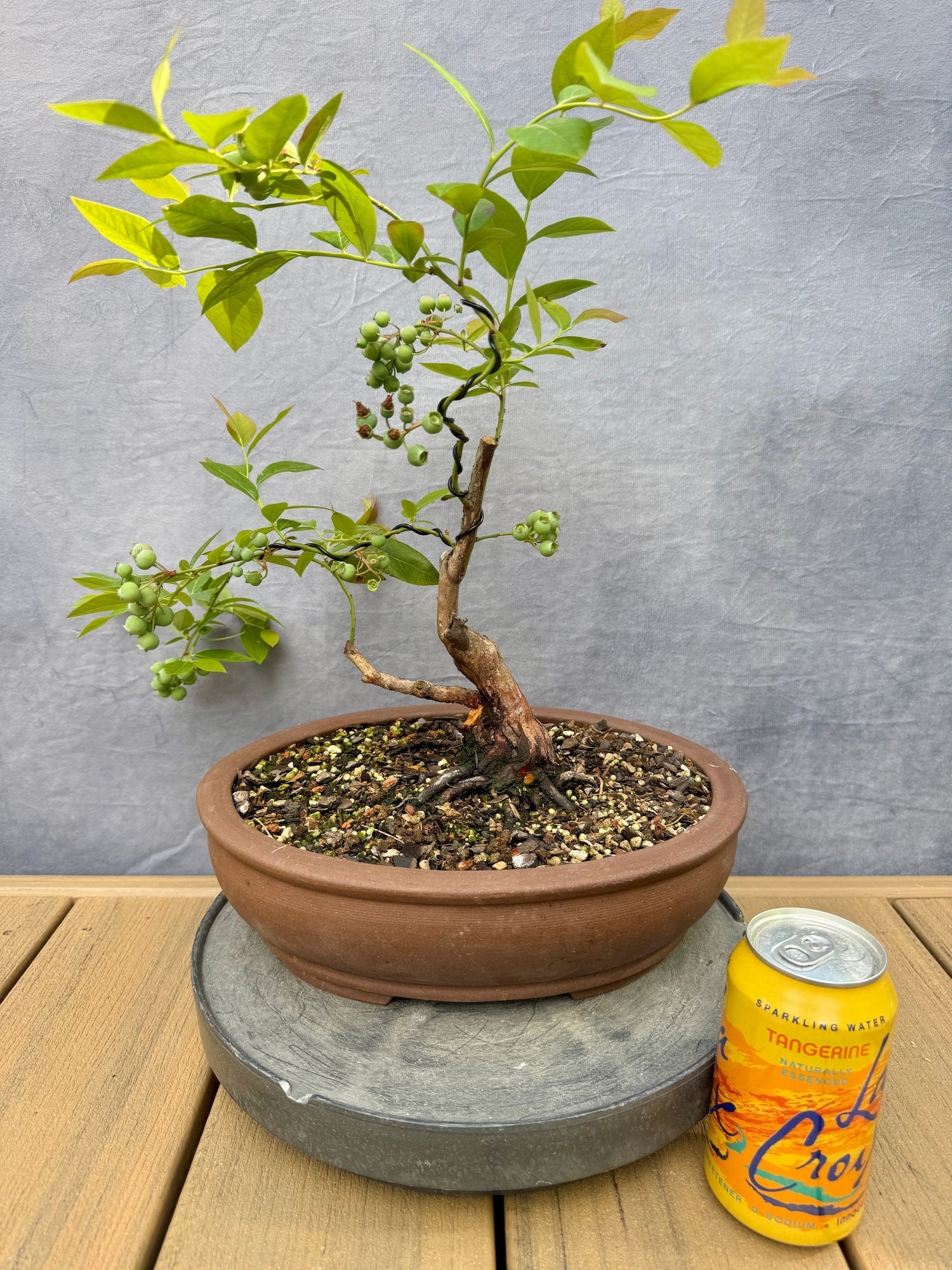 Rabbiteye Blueberry #1 | Appalachian Plantworks