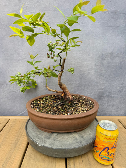 Rabbiteye Blueberry #1