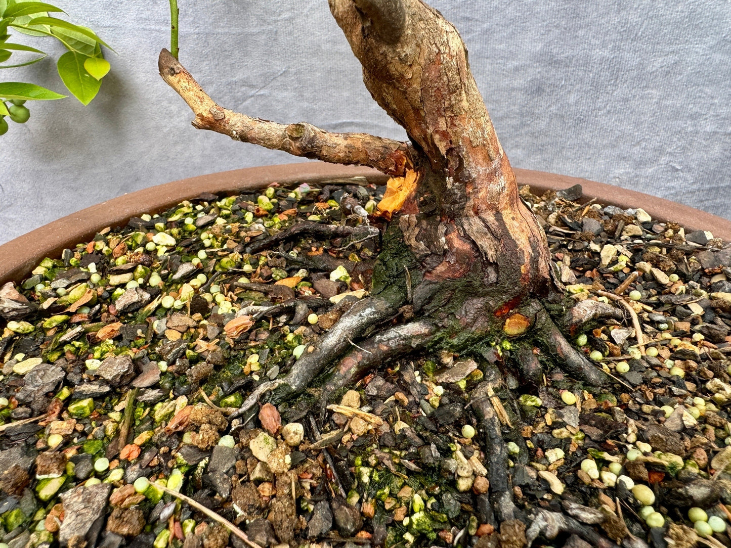 Rabbiteye Blueberry #1