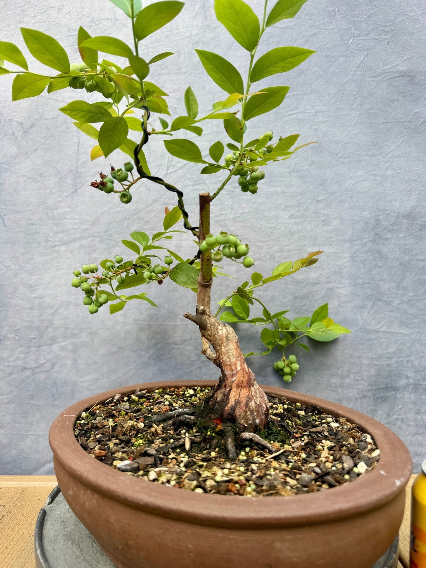 Rabbiteye Blueberry #1