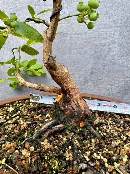 Rabbiteye Blueberry #1