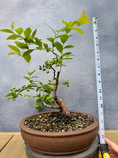 Rabbiteye Blueberry #1