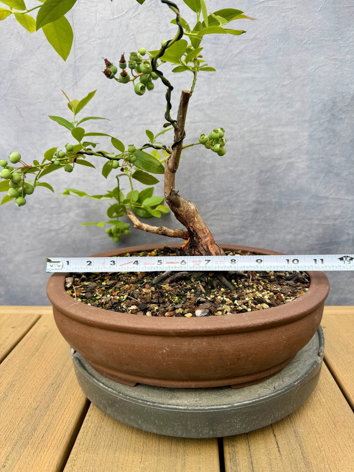 Rabbiteye Blueberry #1