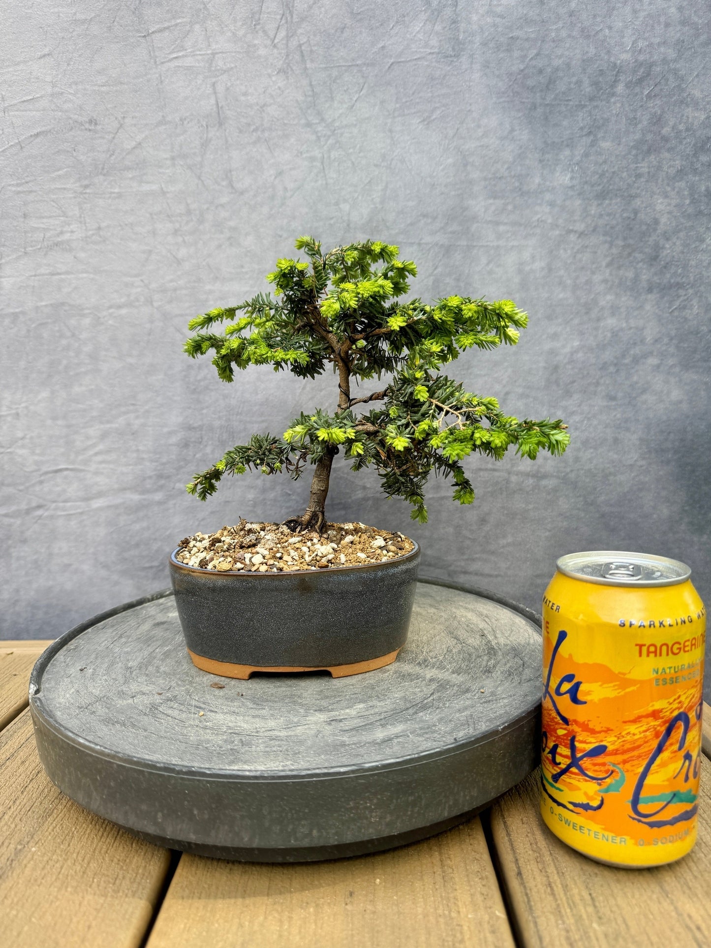 'Stockman's Dwarf' Canadian Hemlock