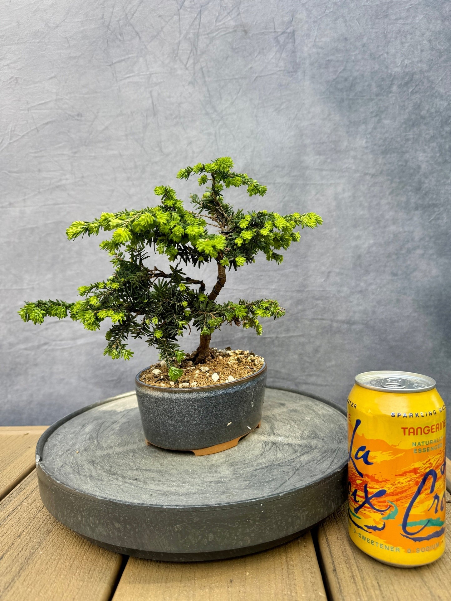 'Stockman's Dwarf' Canadian Hemlock