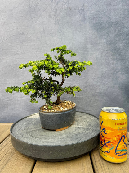 'Stockman's Dwarf' Canadian Hemlock