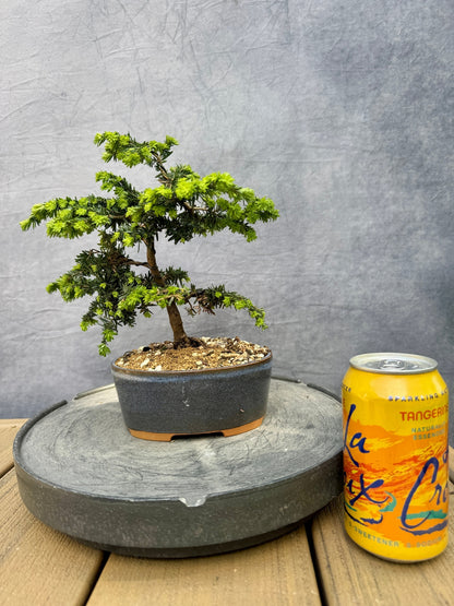 'Stockman's Dwarf' Canadian Hemlock