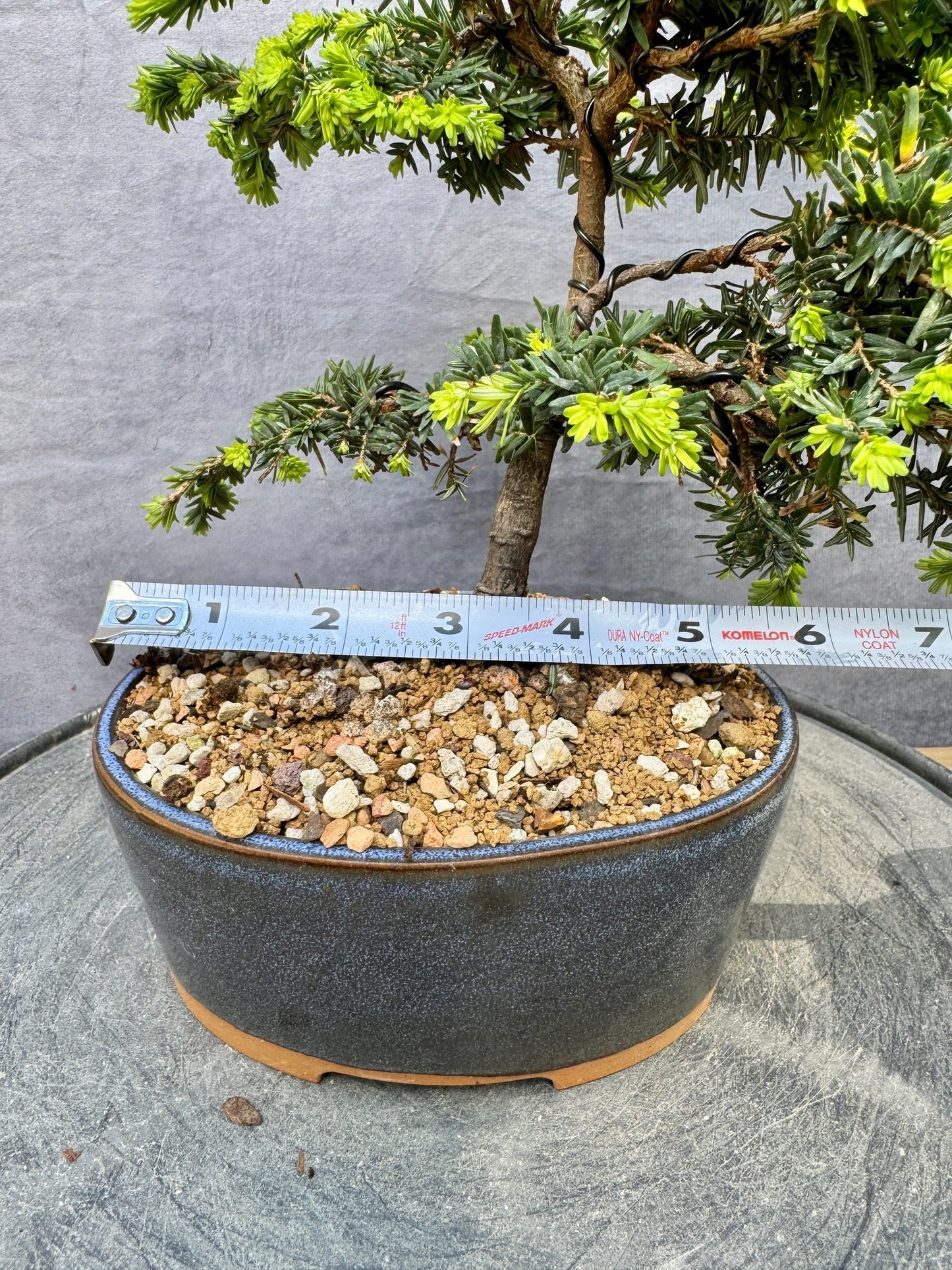 'Stockman's Dwarf' Canadian Hemlock