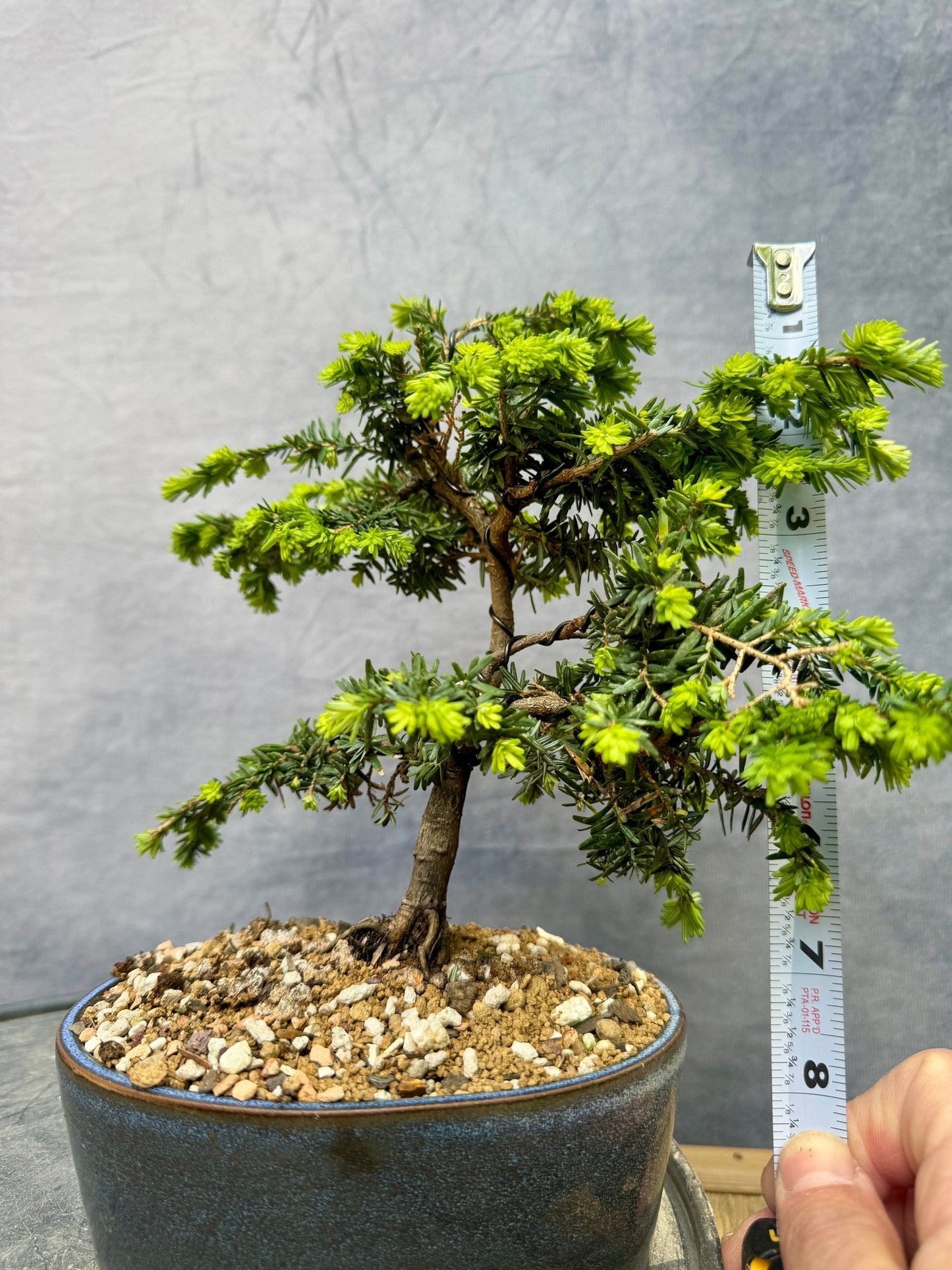 'Stockman's Dwarf' Canadian Hemlock