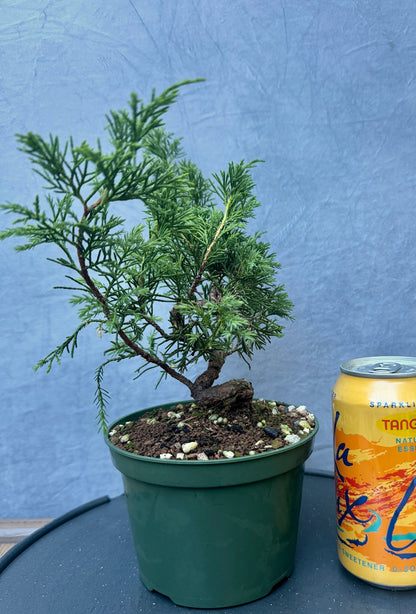 Itiogawa Shimpaku Juniper #1