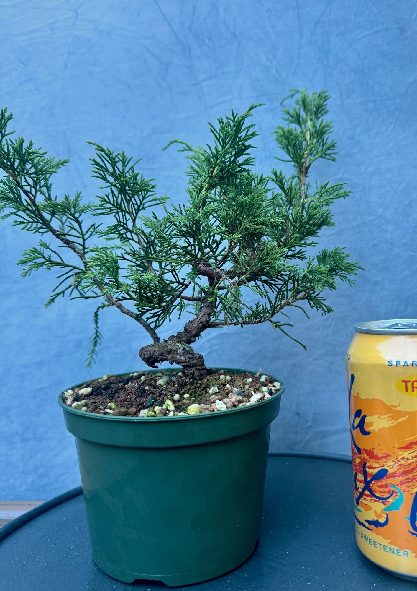 Itiogawa Shimpaku Juniper #1