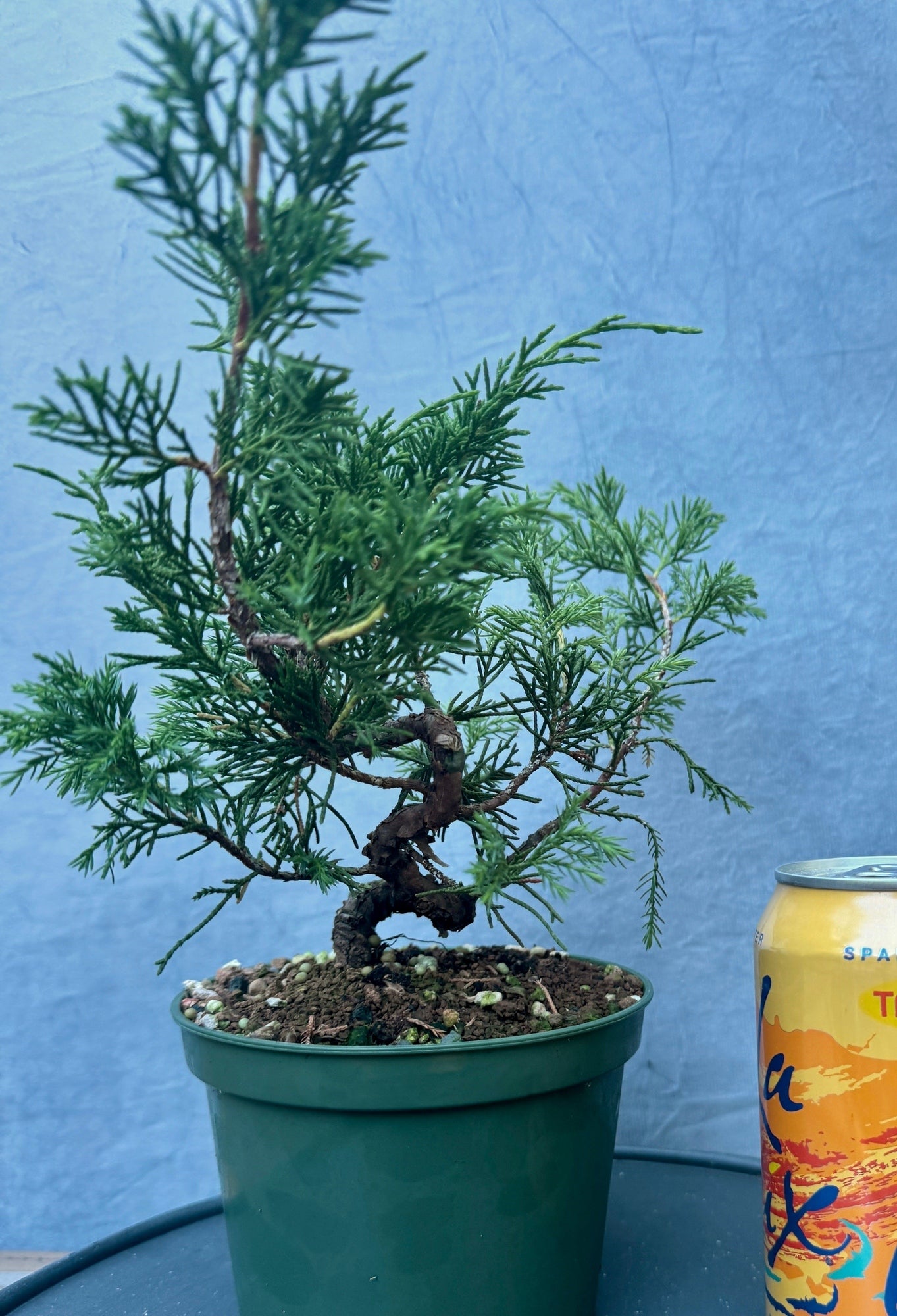 Itiogawa Shimpaku Juniper #1
