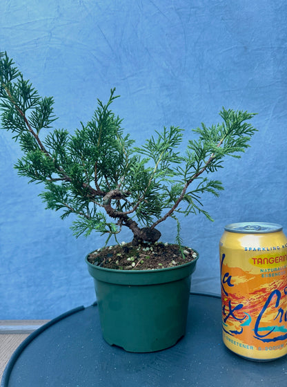 Itiogawa Shimpaku Juniper #1