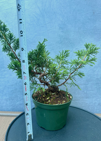 Itiogawa Shimpaku Juniper #1