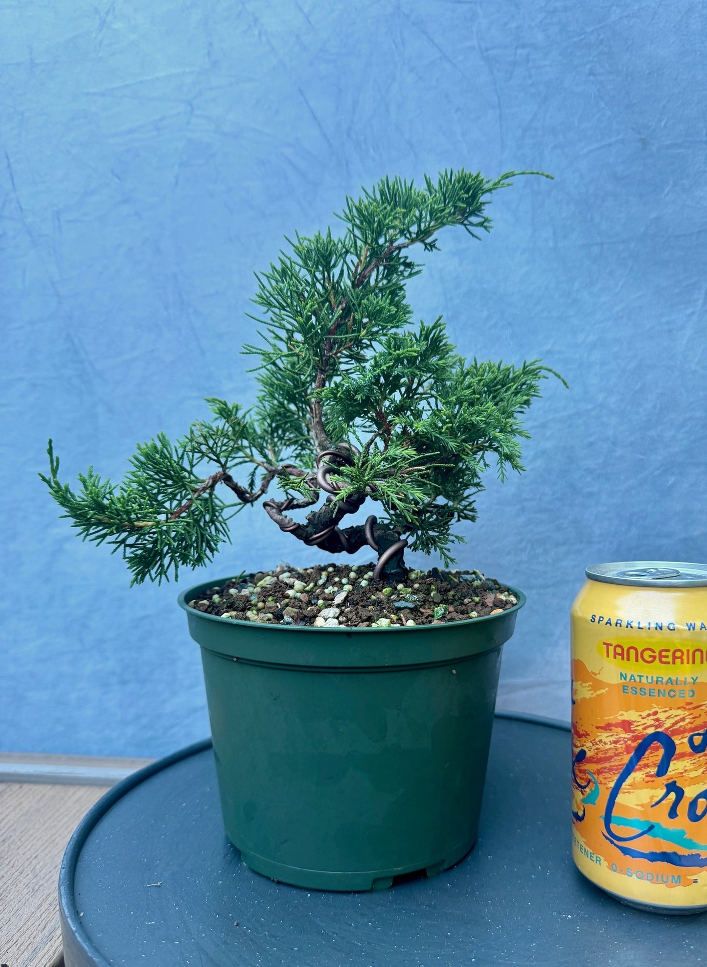 Itiogawa Shimpaku Juniper #2